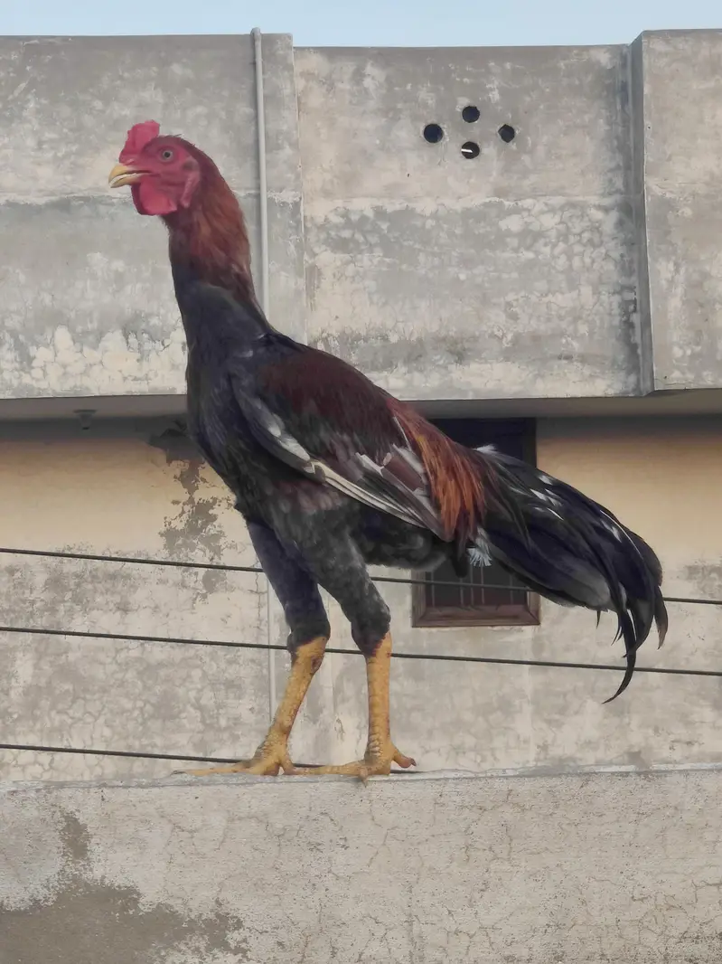 pure aseel murga  | for sale | pure aseel Sindhi male | brown aseel 8k — photo 2
