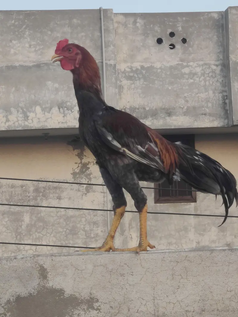pure aseel murga  | for sale | pure aseel Sindhi male | brown aseel 8k — photo 3