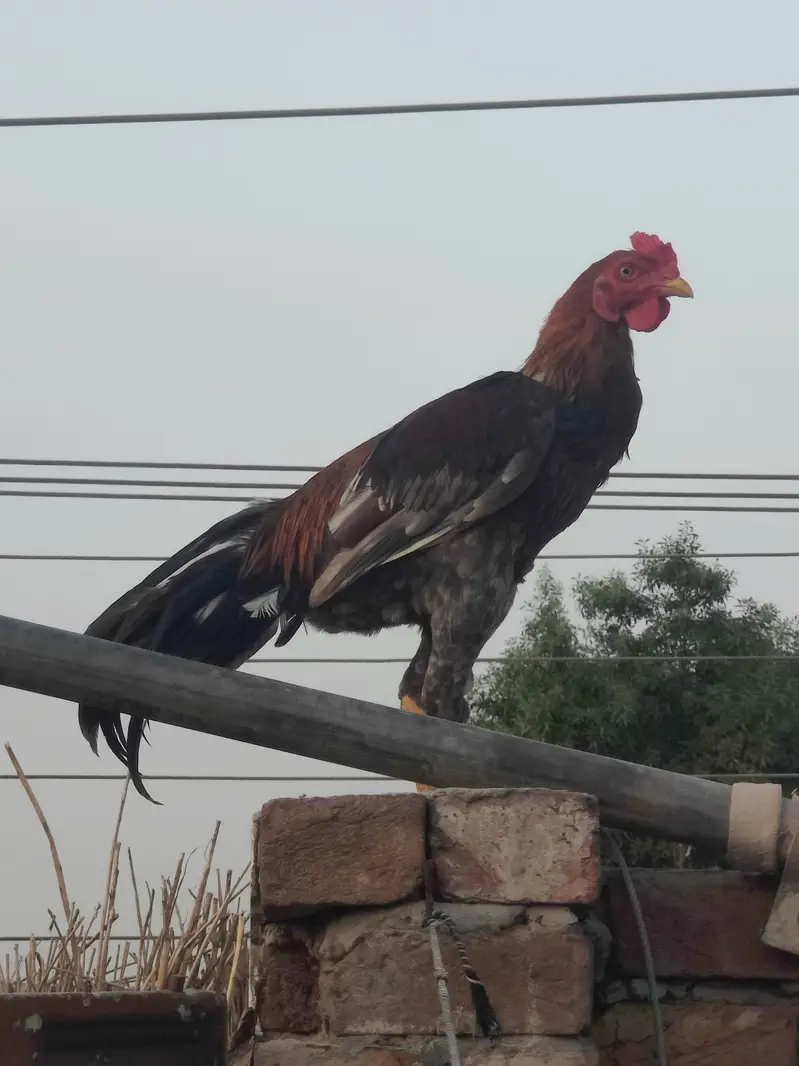 pure aseel murga  | for sale | pure aseel Sindhi male | brown aseel 8k — photo 4