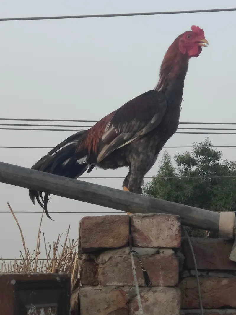 pure aseel murga  | for sale | pure aseel Sindhi male | brown aseel 8k — photo 5