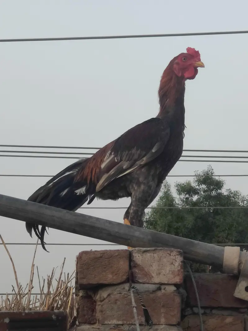 pure aseel murga  | for sale | pure aseel Sindhi male | brown aseel 8k — photo 6