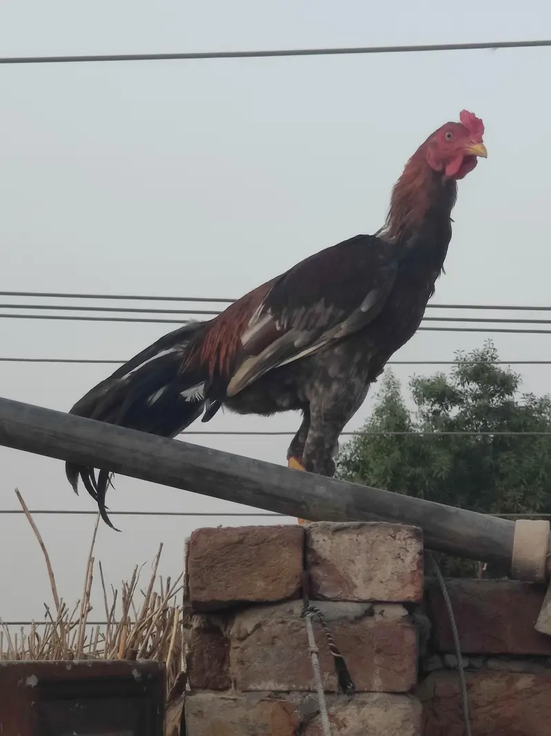 pure aseel murga  | for sale | pure aseel Sindhi male | brown aseel 8k — photo 7
