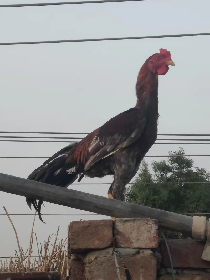 pure aseel murga  | for sale | pure aseel Sindhi male | brown aseel 8k — photo 8