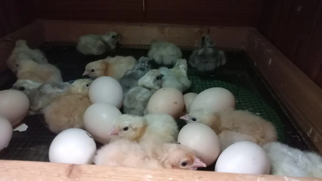 Chicks for Urgent Sale — photo 2