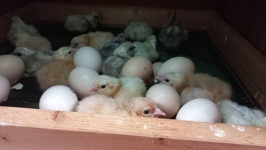 Chicks for Urgent Sale