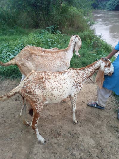 4 pregnant goats
