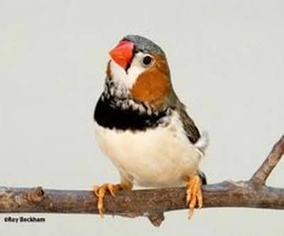 mutation finches