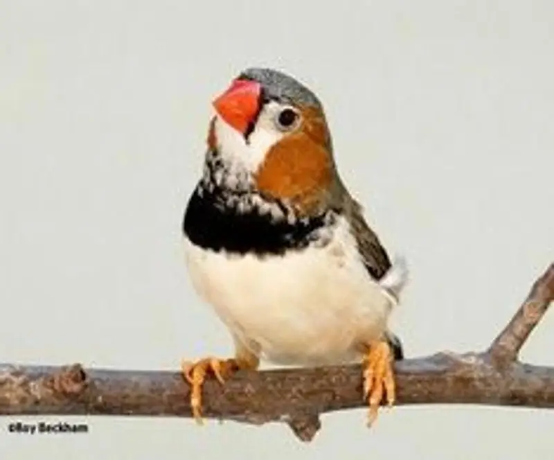 mutation finches