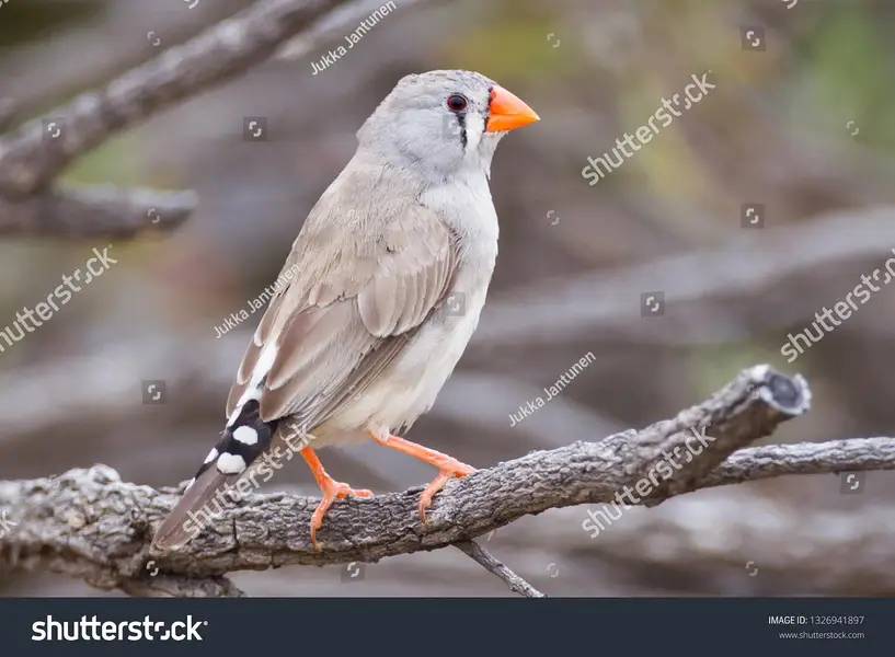 mutation finches — photo 2