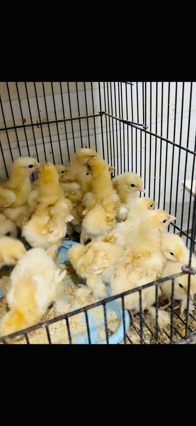 Golden buff chicks available premium quality