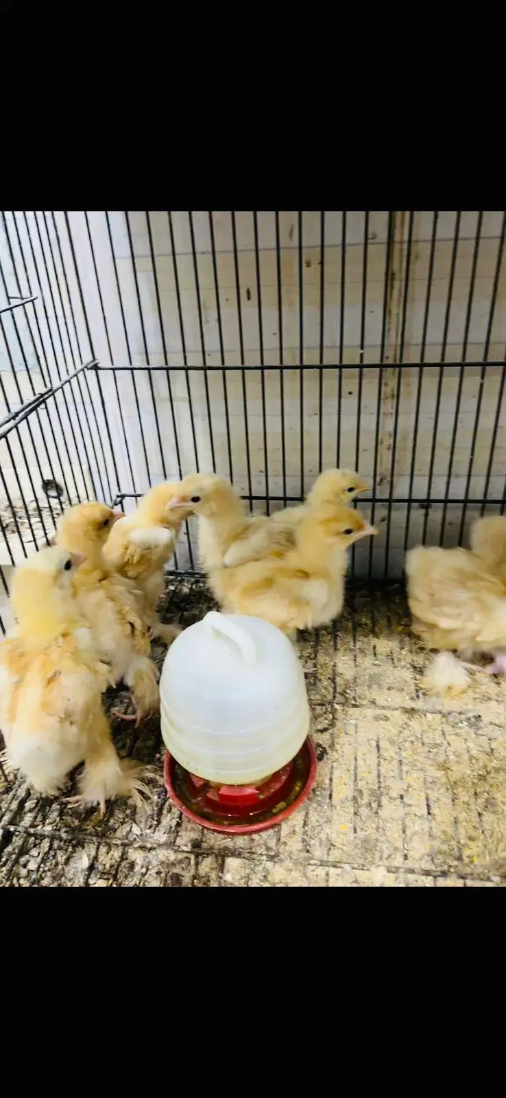 Golden buff chicks available premium quality — photo 2