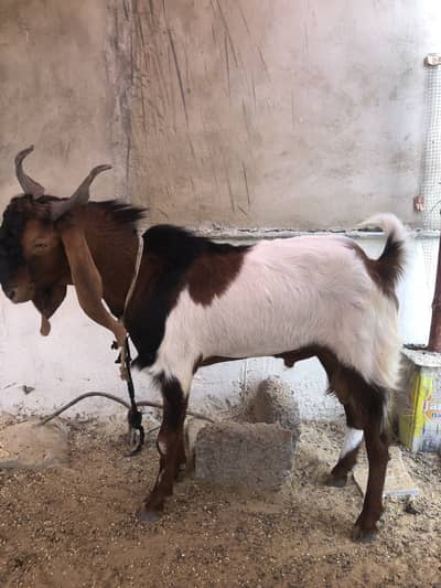 Breeder bakra for sale or exchange