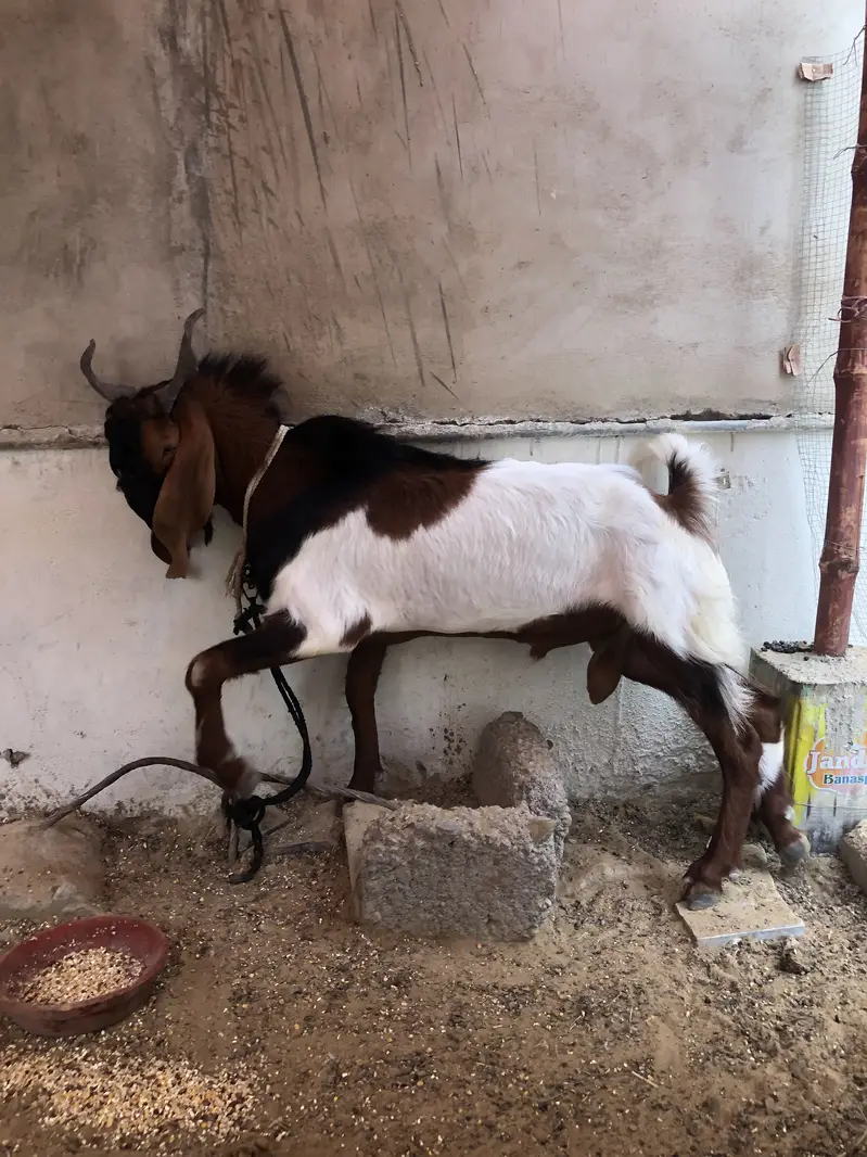 Breeder bakra for sale or exchange — photo 2