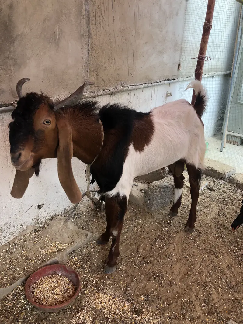 Breeder bakra for sale or exchange — photo 3