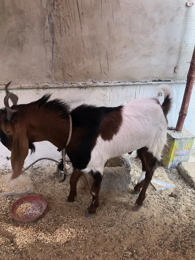 Breeder bakra for sale or exchange — photo 4