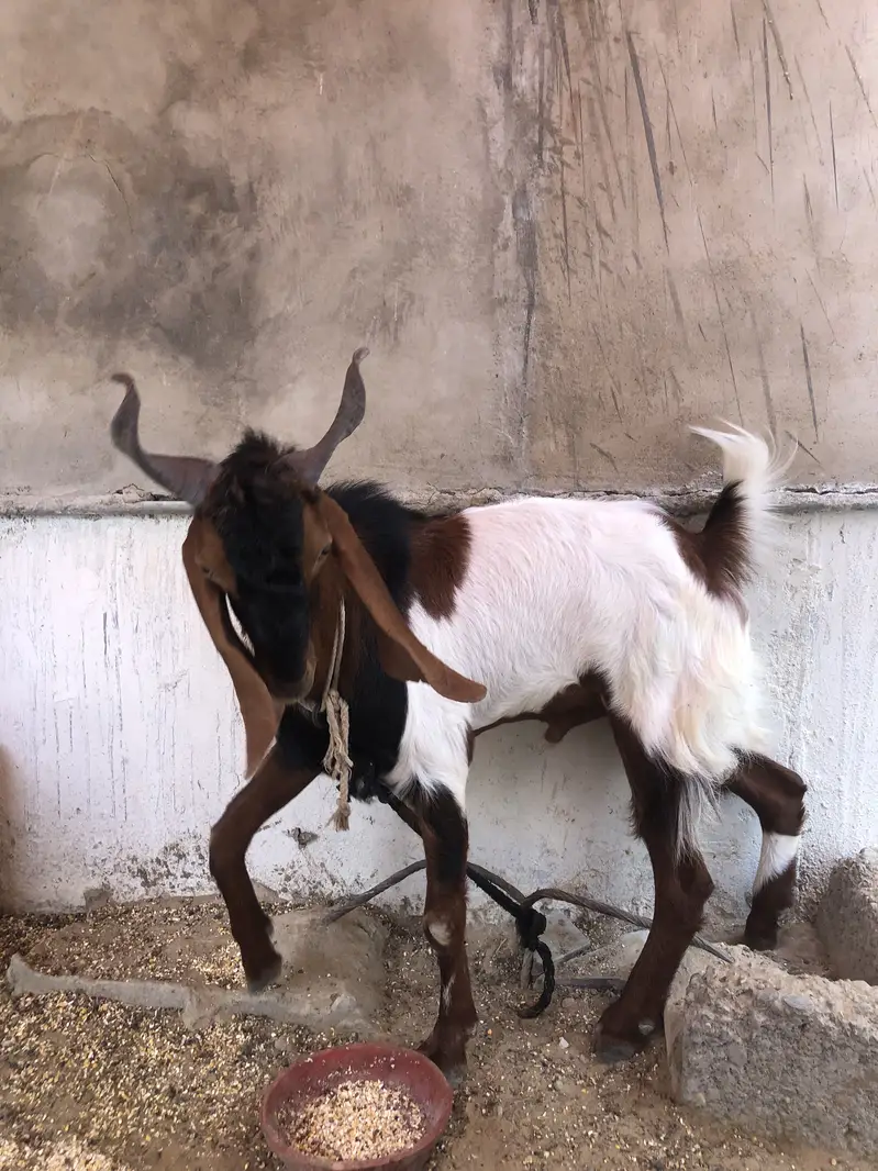 Breeder bakra for sale or exchange — photo 5