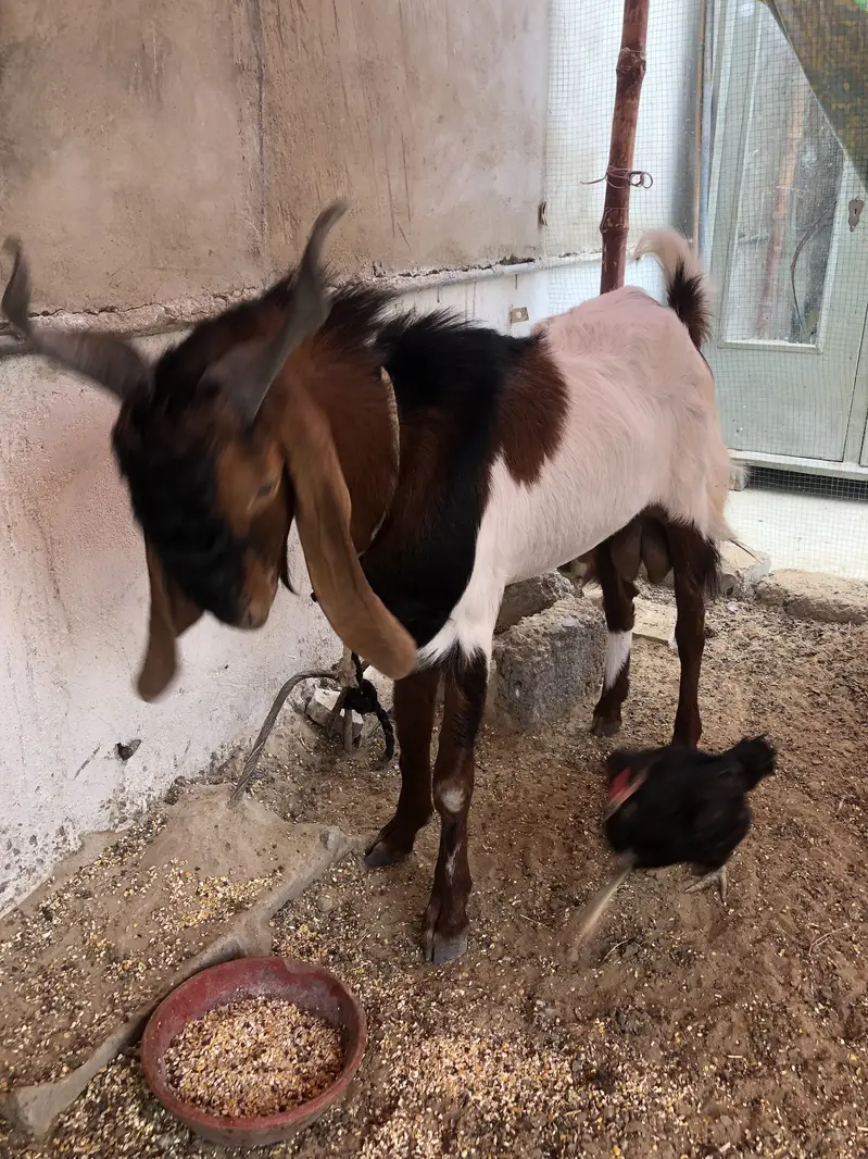 Breeder bakra for sale or exchange — photo 6