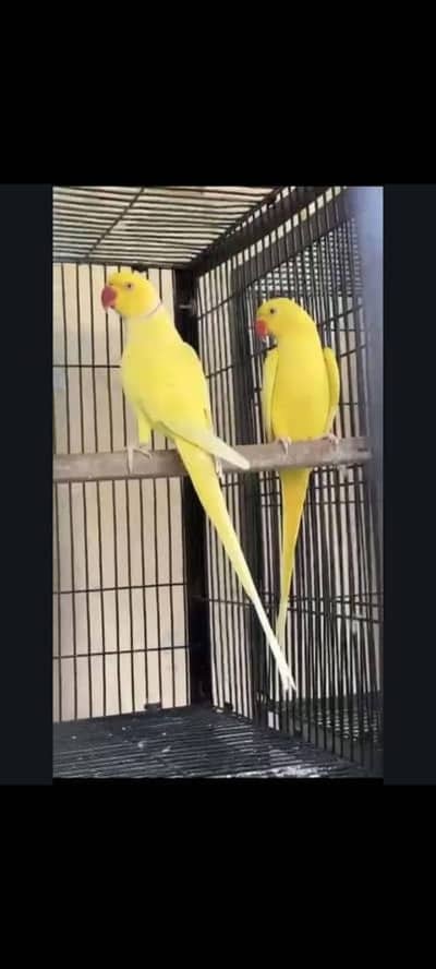 Yellow Ringnek Breeder pair