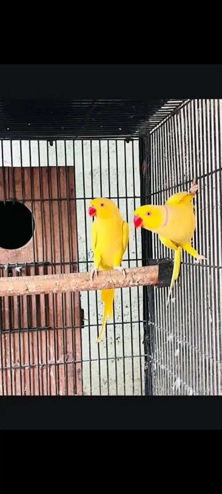Yellow Ringnek Breeder pair — photo 2