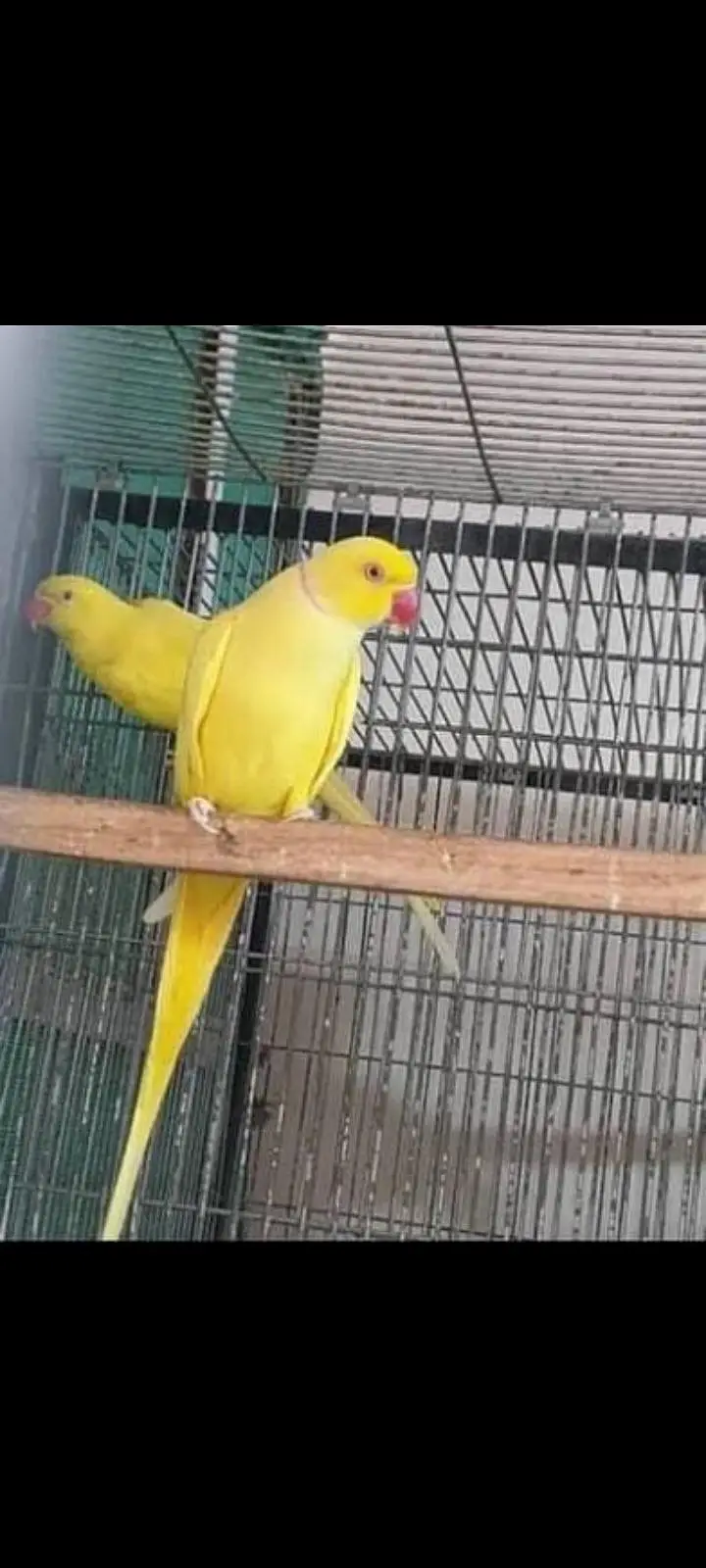 Yellow Ringnek Breeder pair — photo 3