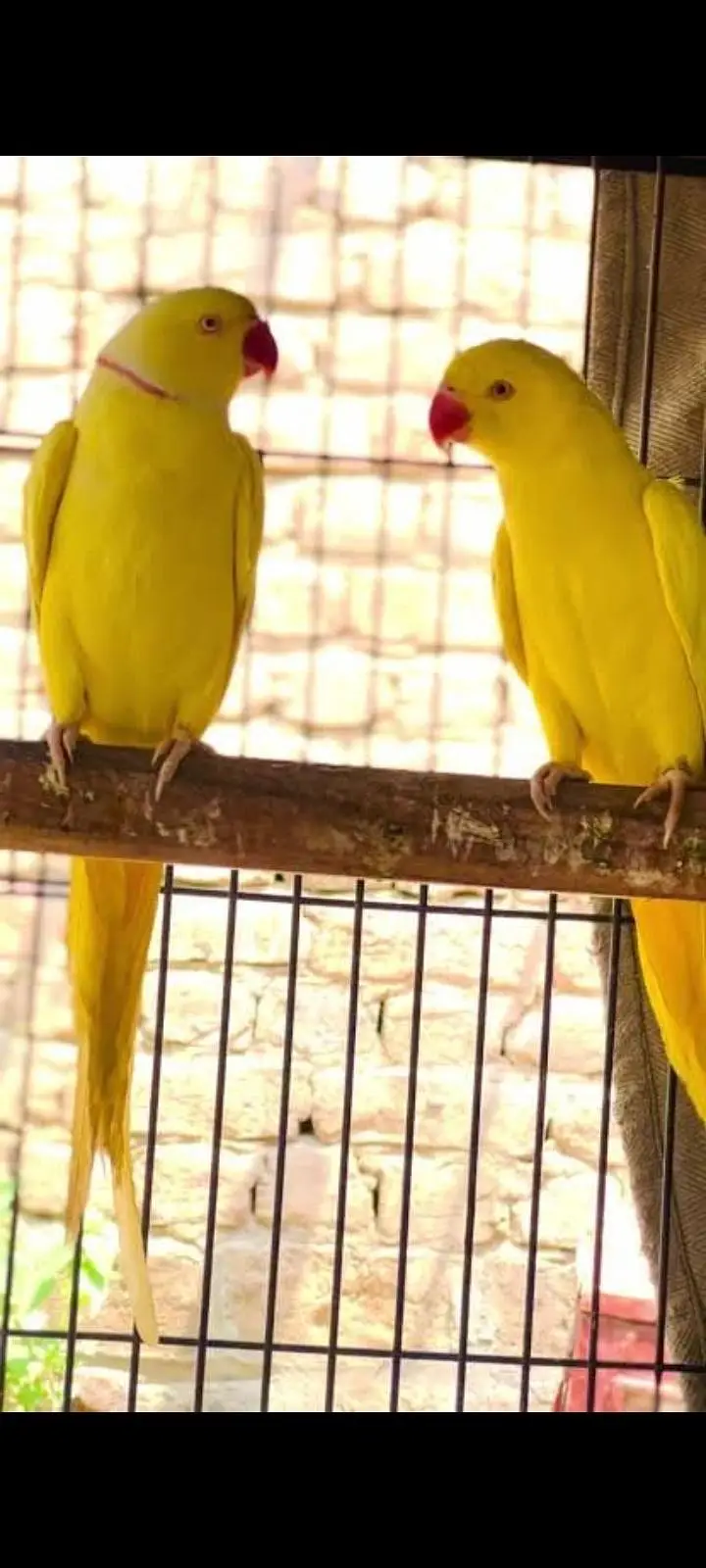 Yellow Ringnek Breeder pair — photo 4