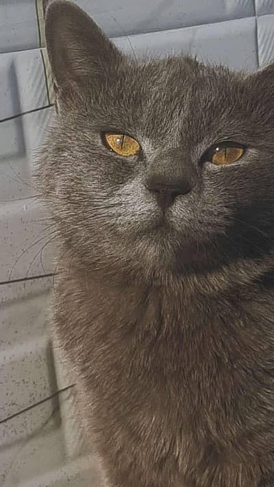 American cat for sale 03154300143 contact number
