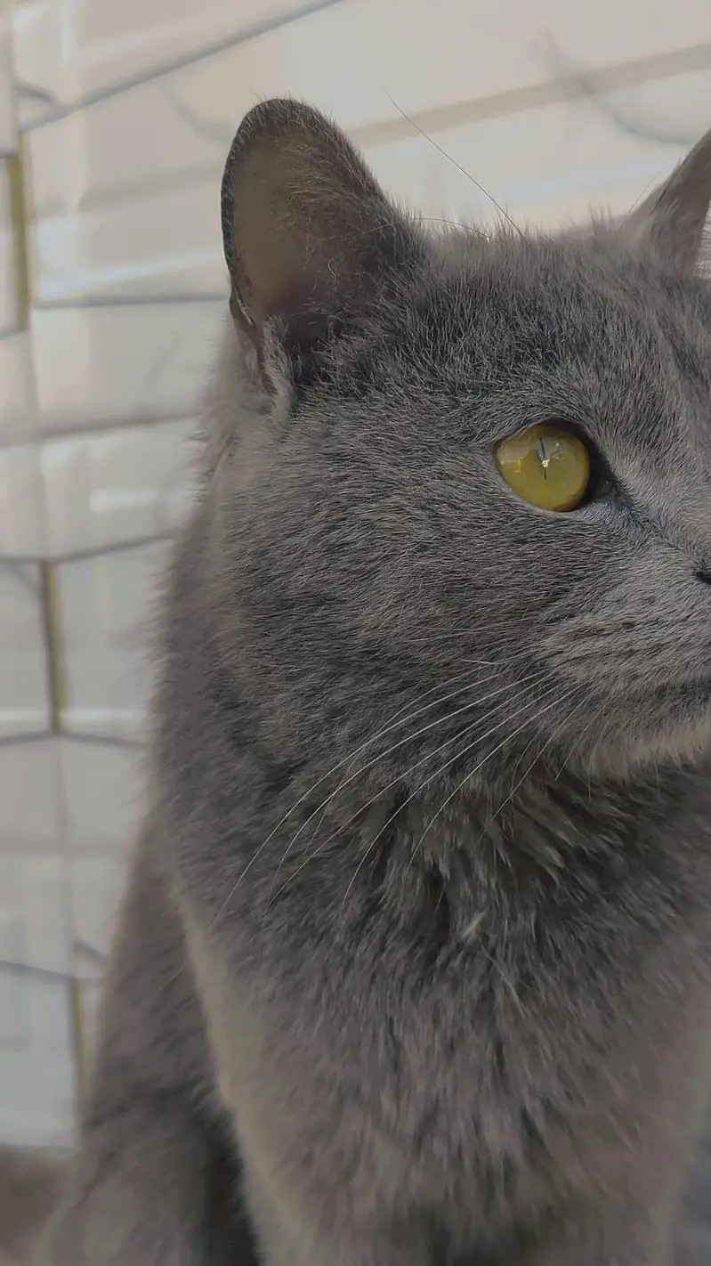 American cat for sale 03154300143 contact number — photo 2