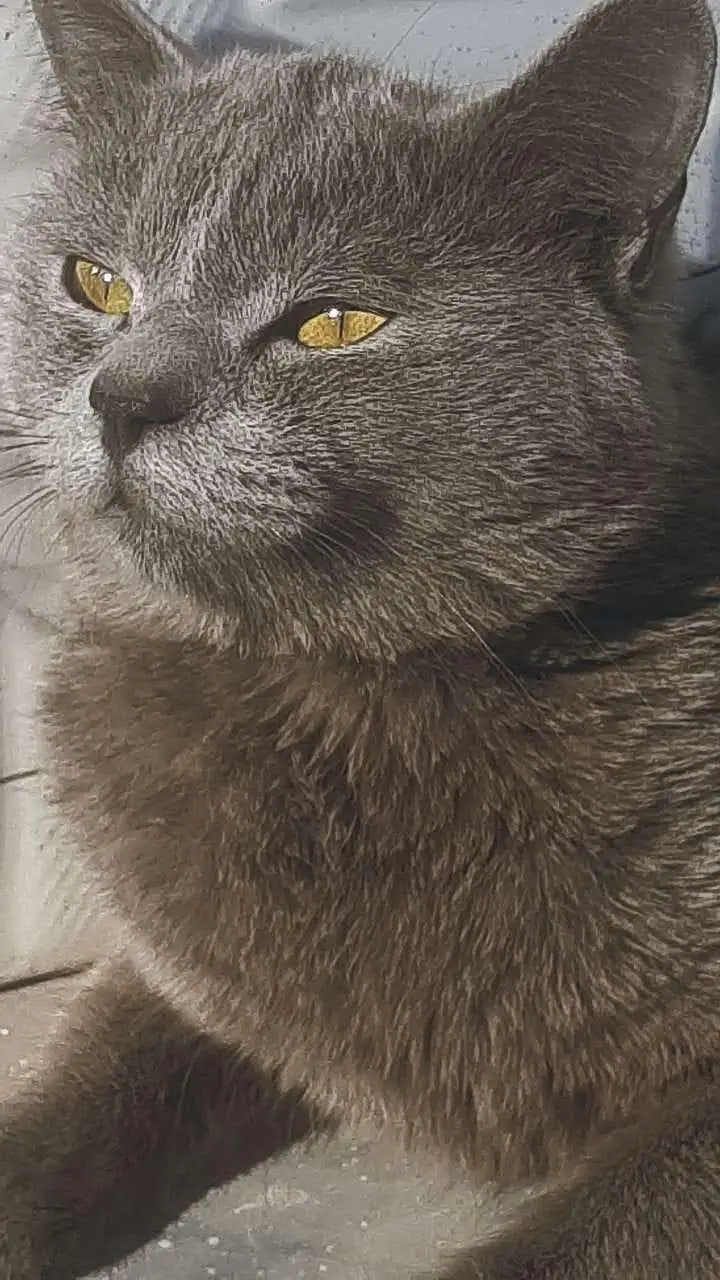 American cat for sale 03154300143 contact number — photo 3