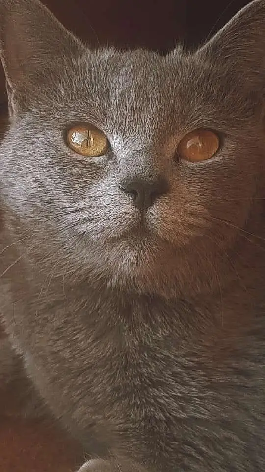 American cat for sale 03154300143 contact number — photo 4