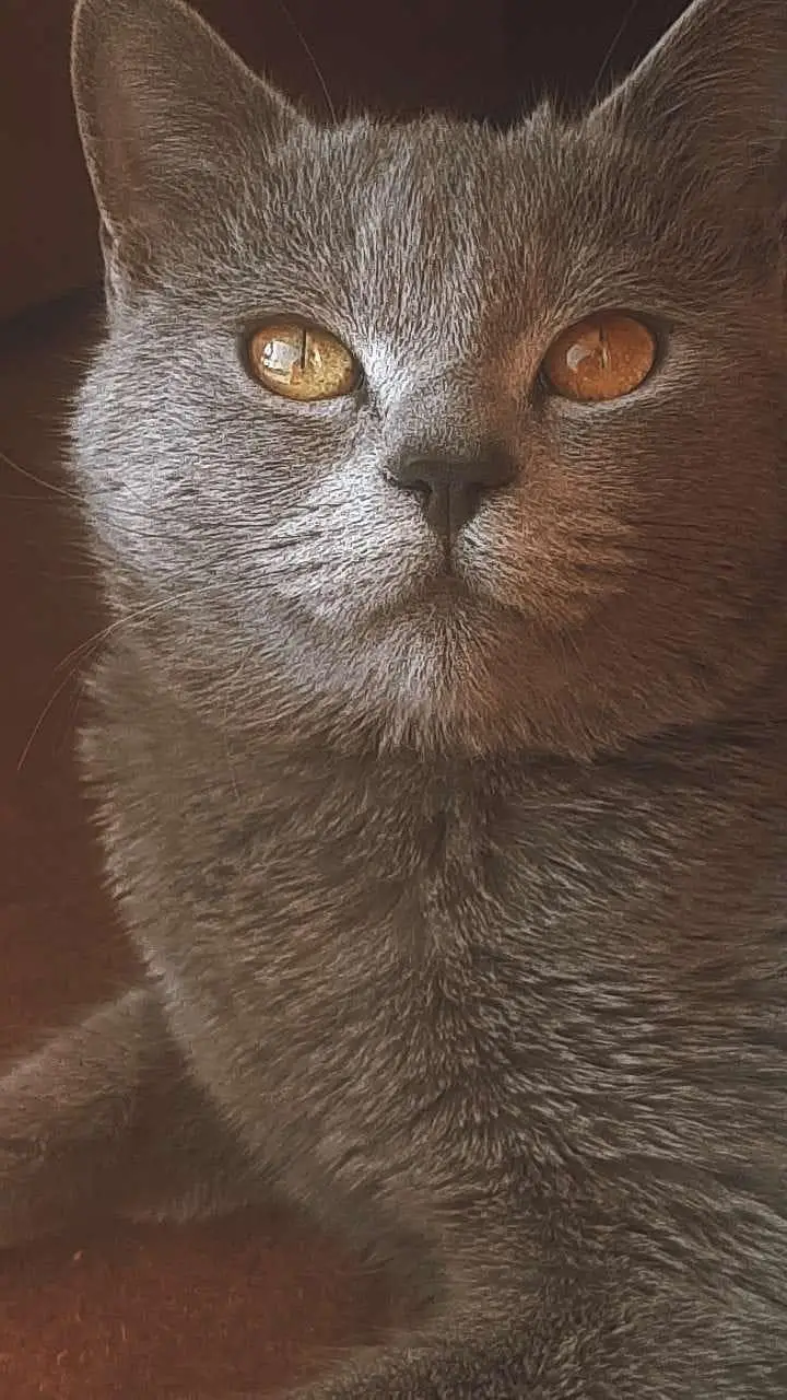 American cat for sale 03154300143 contact number — photo 5
