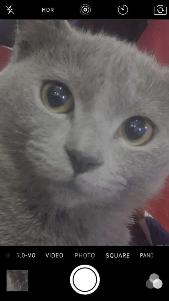 American cat for sale 03154300143 contact number — photo 6