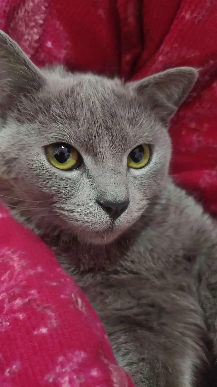 American cat for sale 03154300143 contact number — photo 7