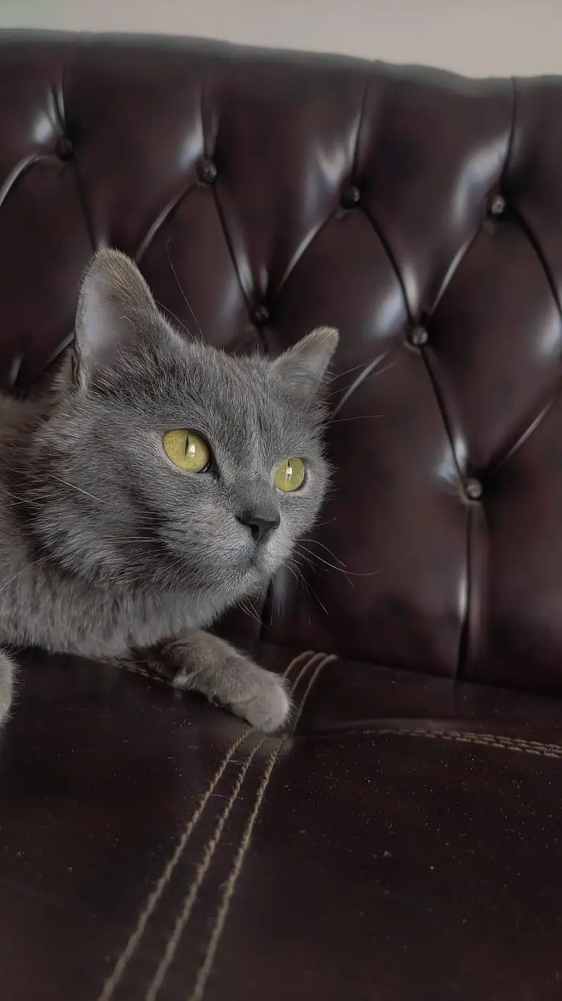 American cat for sale 03154300143 contact number — photo 8