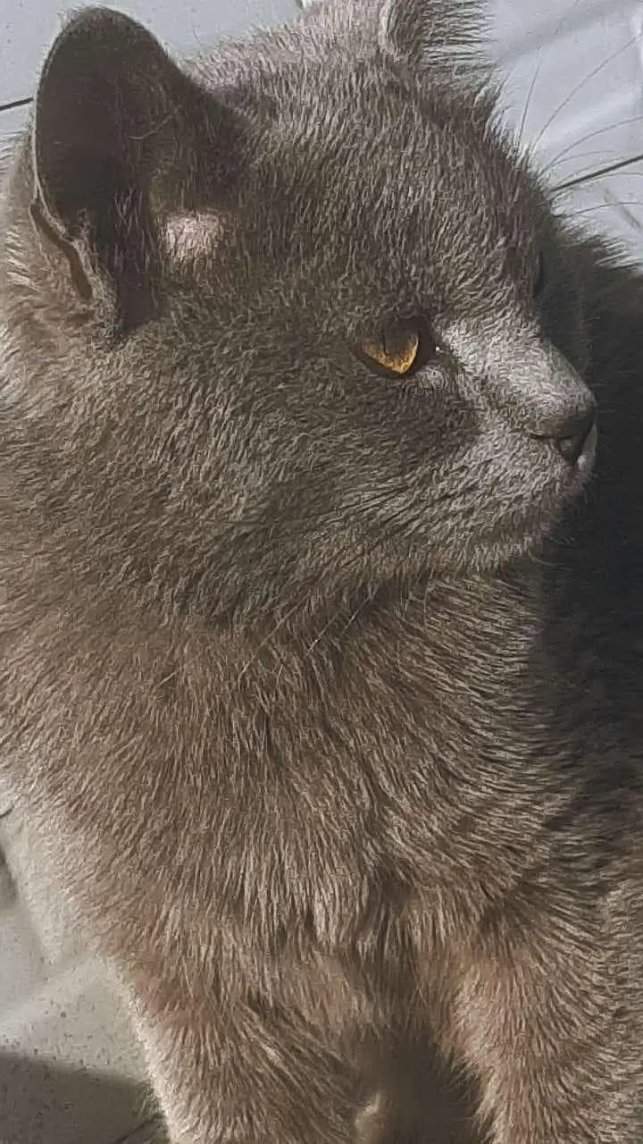 American cat for sale 03154300143 contact number — photo 10