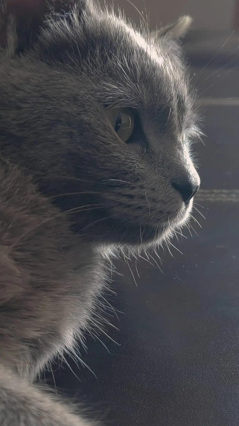 American cat for sale 03154300143 contact number — photo 11
