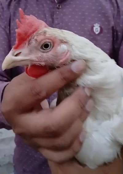 Begum heera aseel hen for sale 1.5 year old