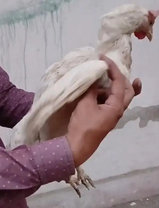 Begum heera aseel hen for sale 1.5 year old — photo 2