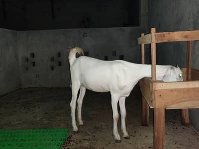 7 month ki bakri ha achi ha jis bhai ko chaye wo rabta kare