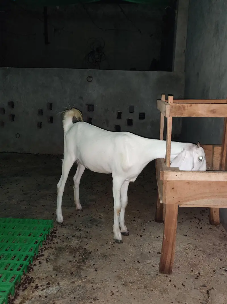 7 month ki bakri ha achi ha jis bhai ko chaye wo rabta kare — photo 2