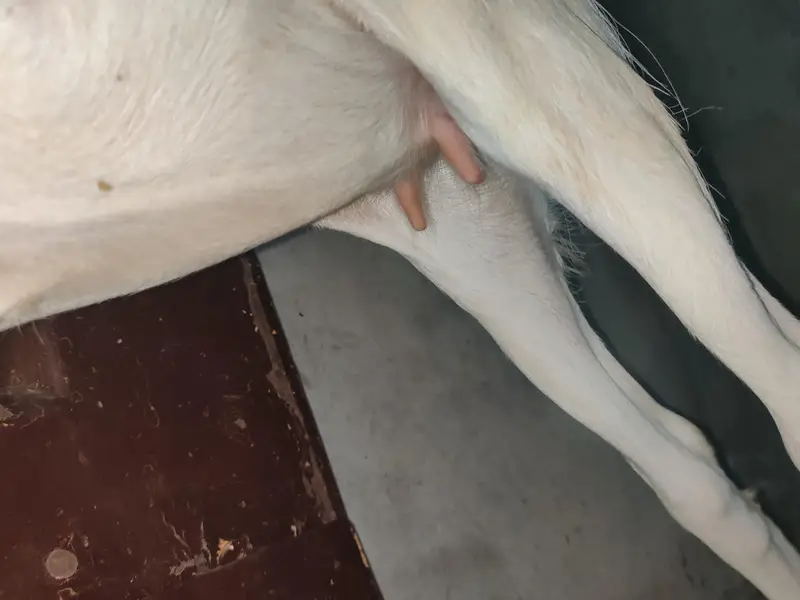 7 month ki bakri ha achi ha jis bhai ko chaye wo rabta kare — photo 3