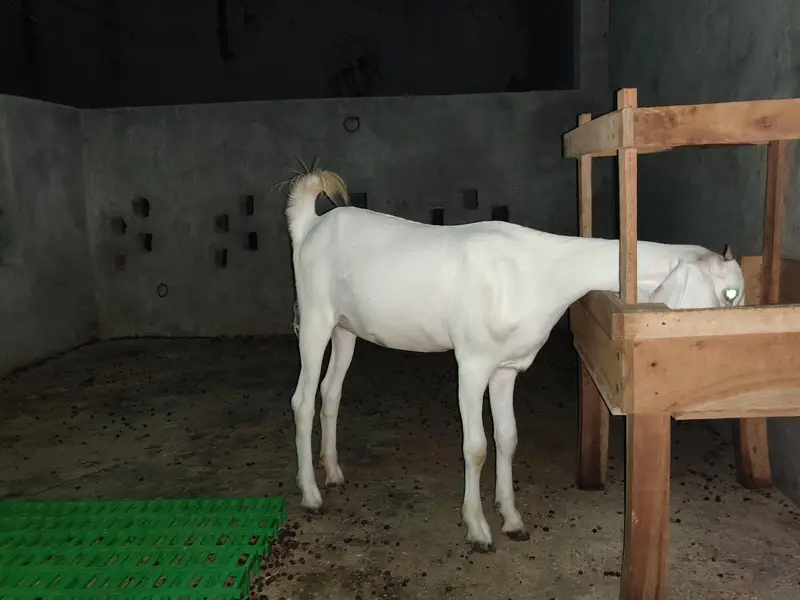 7 month ki bakri ha achi ha jis bhai ko chaye wo rabta kare — photo 4