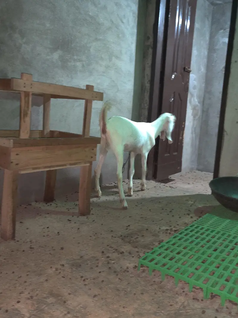 7 month ki bakri ha achi ha jis bhai ko chaye wo rabta kare — photo 5