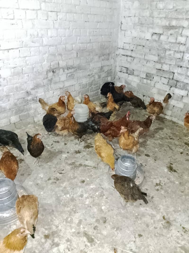 Egg Layer Hen 0