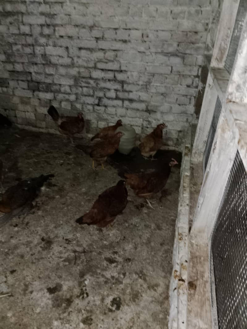 Egg Layer Hen 1
