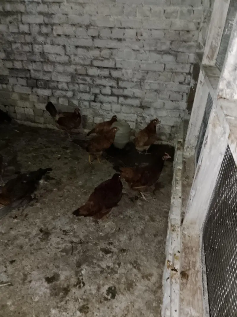 Egg Layer Hen — photo 2