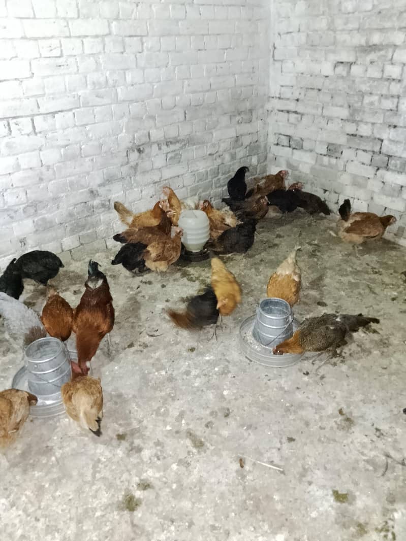 Egg Layer Hen 2