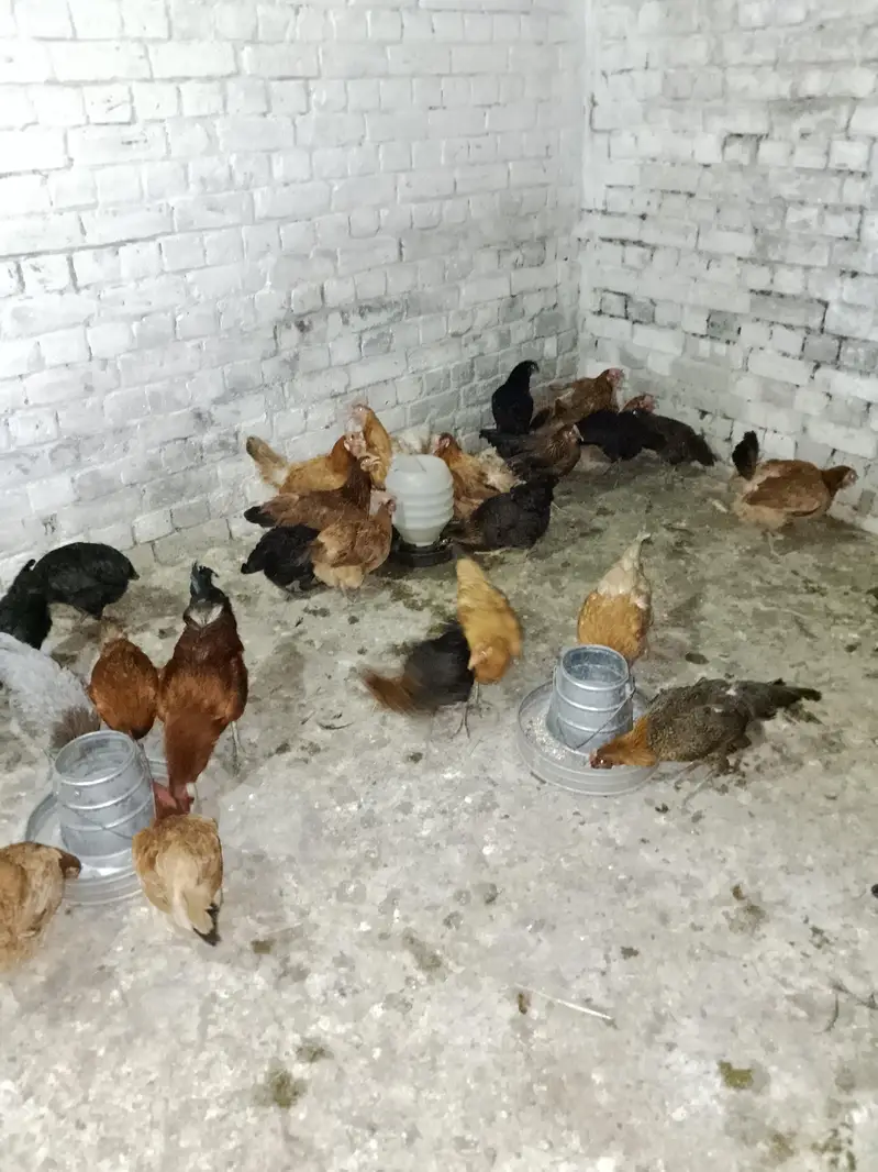 Egg Layer Hen — photo 3