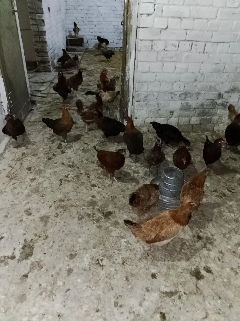 Egg Layer Hen — photo 4