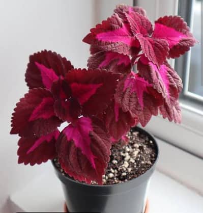 beautiful purple coleus