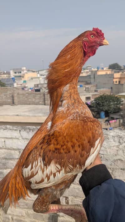1 Pure Aseel Patha & 1 Saleti Murgi